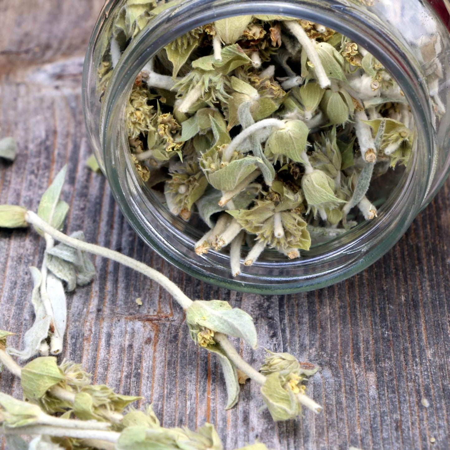 Greek Mountain Tea (Mount Olympus) - ORGANIC 1.1 oz (20 cups) - Tea & Infusions
