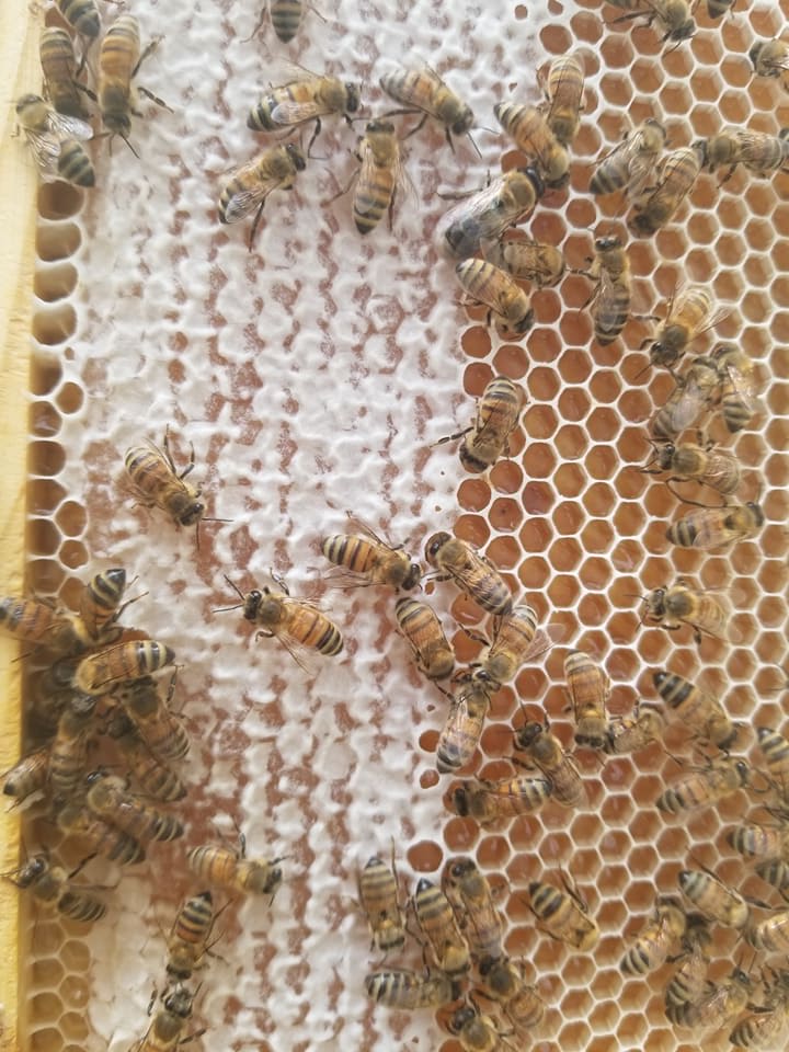 Cinnamon Honey