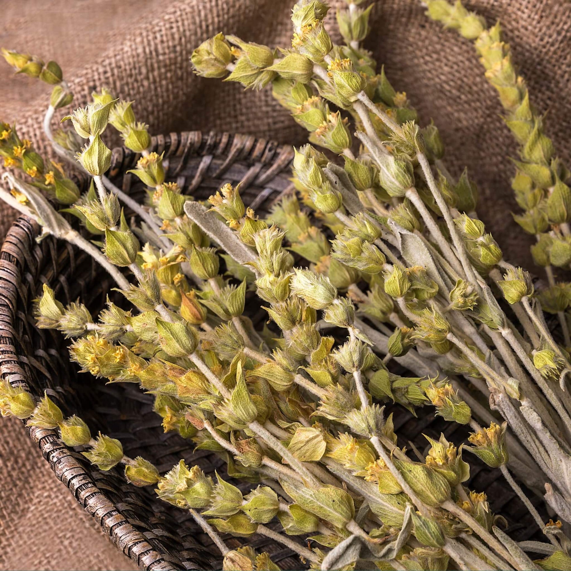 Greek Mountain Tea (Mount Olympus) - ORGANIC 1.1 oz (20 cups) - Tea & Infusions