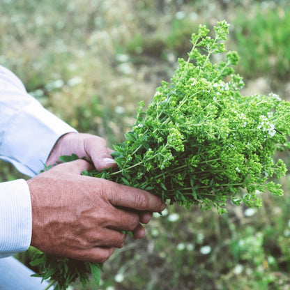 Greek Oregano (Ikaria Blue Zone) - ORGANIC 90g (3.2 oz) - Culinary Herbs