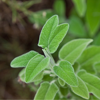 Greek Sage (Ikaria Blue Zone) - ORGANIC 0.9 oz (18 cups) - Tea & Infusions