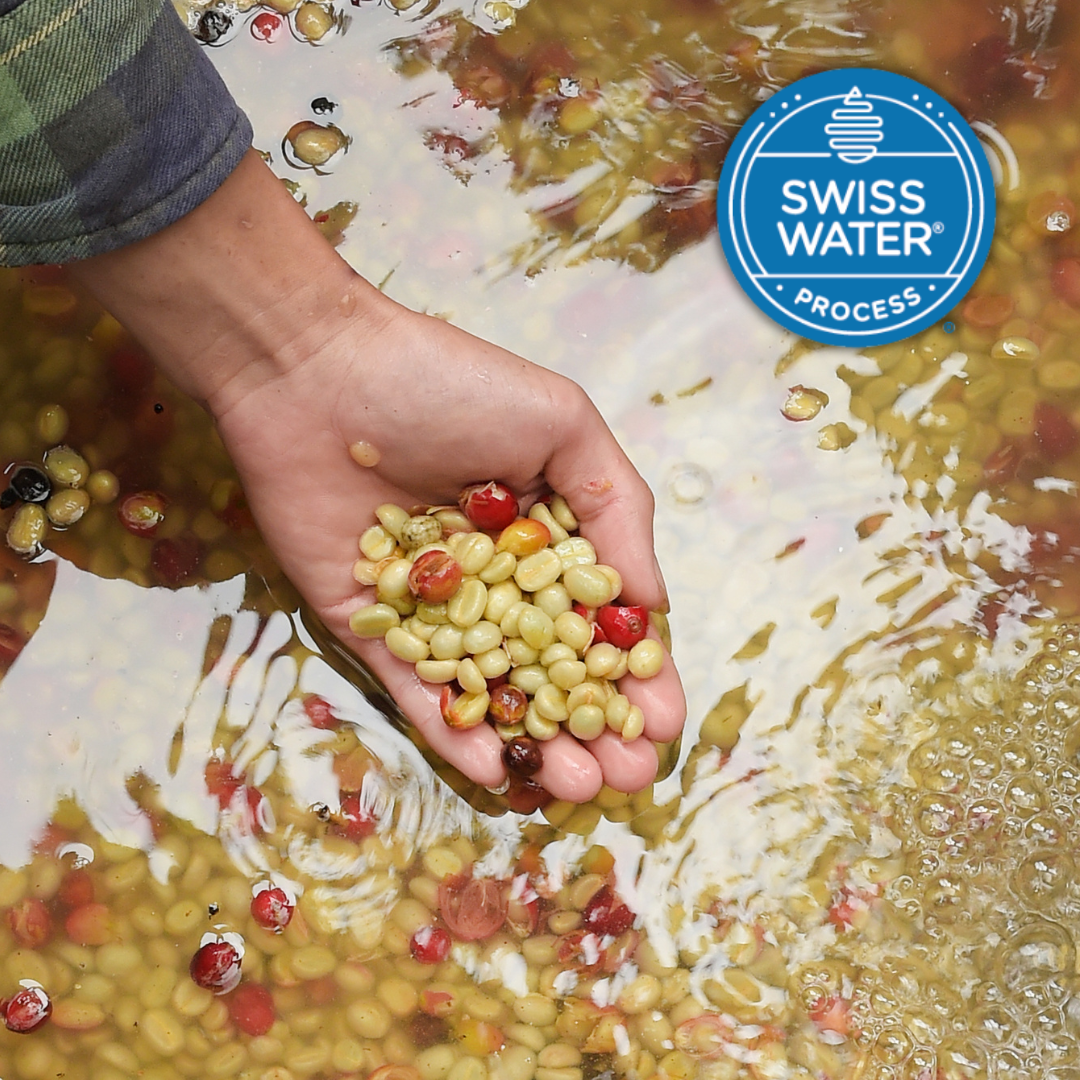 Lil’ Red | Decaf Single Origin | Ethiopia Natural | Swiss Water Process Decaffeinated